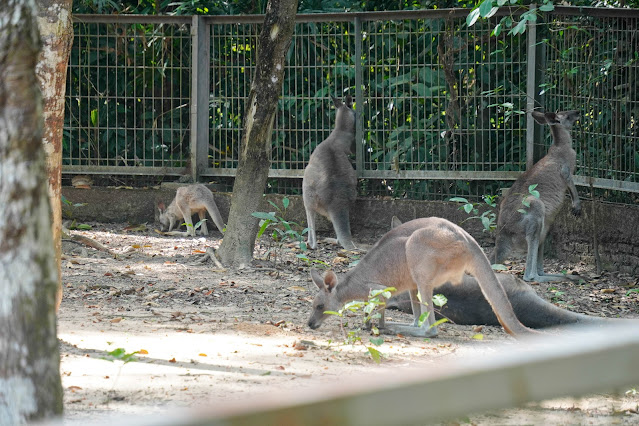 【富國島】觀光．越南最大野生動物園，近距離接觸動物｜Vinp