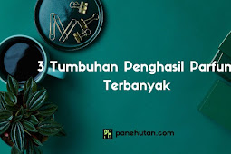 3 Tumbuhan Penghasil Parfum Terbanyak