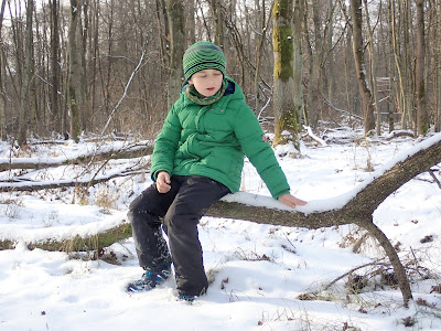 Puszcza Niepołomicka zimą, koniec ferii zimowych 2019, grzyby 2019, grzyby zimą, grzyby pod śniegiem