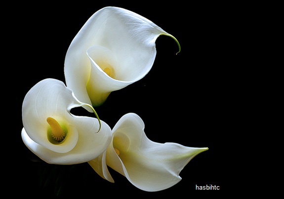 Bunga Calla Lily