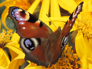 A Peacock butterfly