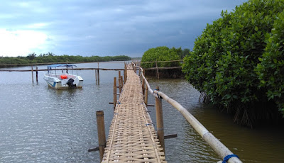 Hutan mangrove Congot, Kulon Progo.