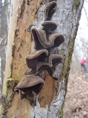 Uszak bzowy Auricularia auricula-judae