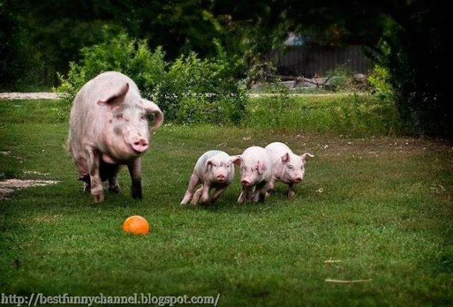 Pigs soccer players.