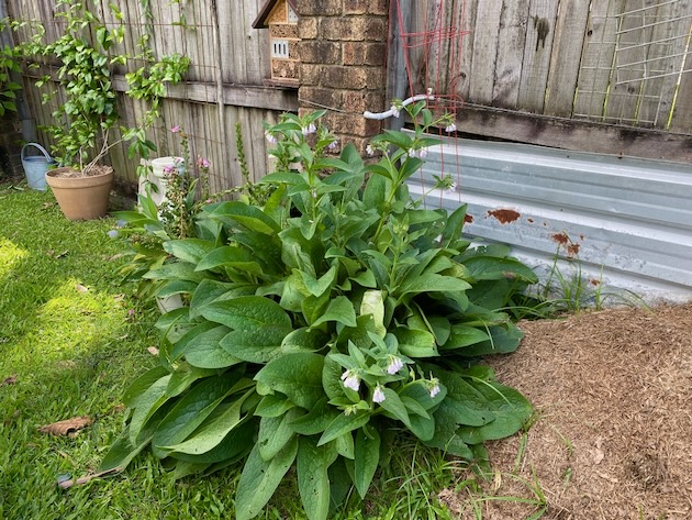 Comfrey liquid fertiliser