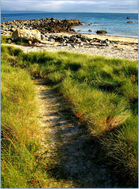 beach, grass, water, sun 