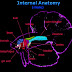 Betta Anatomy Diagramn - External & Internal