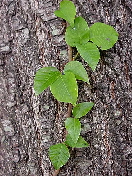 poison sumac vine. and luscious vine.