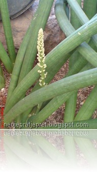 sansevieria ekue lata tanduk rusa 09