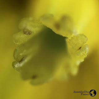 TOMATO BLOSSOM