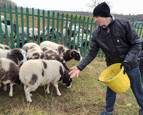 A walker feeding sheep in Riddlesdown quarry.  26 December 2014.