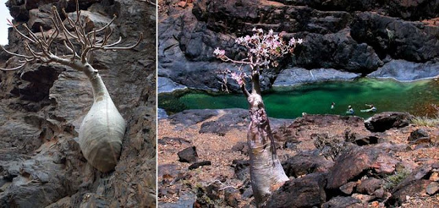 Socotra Island