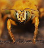 Closeup of the face of a male Valley Carpenter Bee.