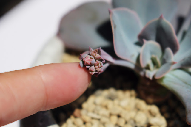 たにことたにく 多肉植物 インブリカータ エケベリア属 半分 花芽の状態の画像