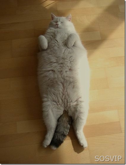 Animais Obesos - Fat Animals (4) (421 x 556)