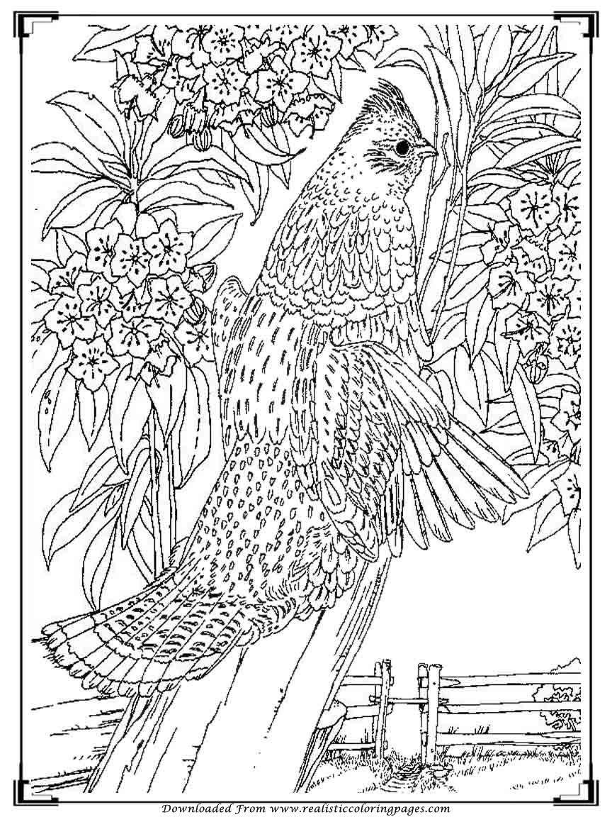 Printable Birds Coloring Pages For Adults | Realistic ...