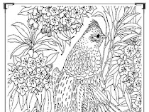 Coloring Pages Printable Birds
