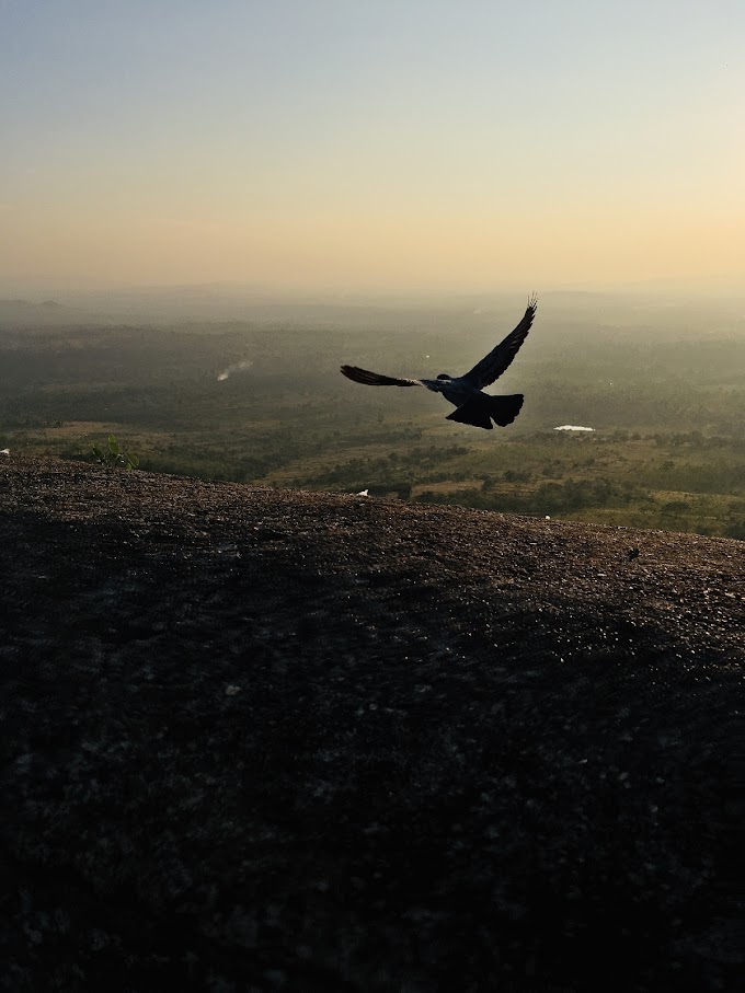 Parinda 🦅 - Ram Z