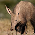 Aardvark (Orycteropus afer)