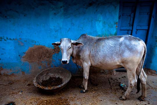 cow The Incredible India: 90 Spectacular Photos