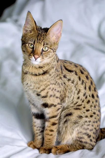Information and facts about the Savannah cat