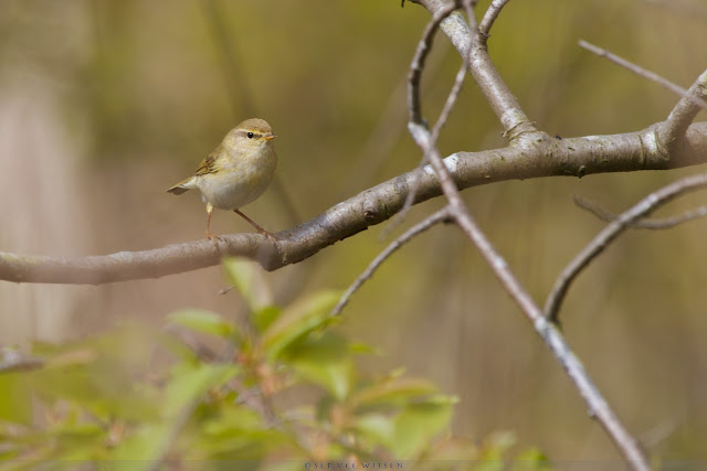 Fitis - Willow Warbler - Phylloscopus trochilus