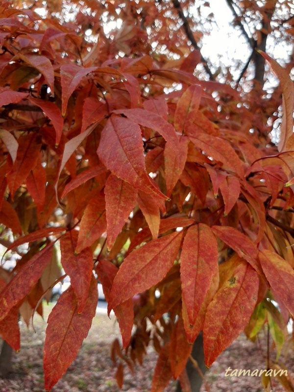 Клён маньчжурский (Acer mandshuricum)