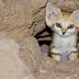   تعرف على  "قط الرمال العربي _  Arabian Sand Cat" !