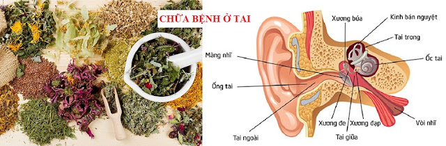 TOA THUỐC ĐÔNG Y CỔ TRUYỀN VIỆT NAM - CHỮA BỆNH Ở TAI