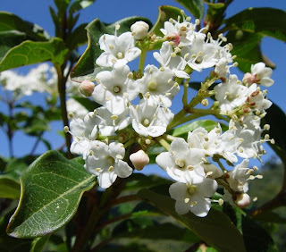 Viburnum tinus