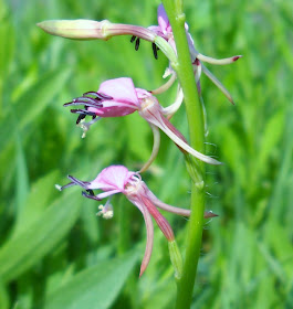 Limestone Gaura wildflowers at White Rock Lake, Dallas, Texas