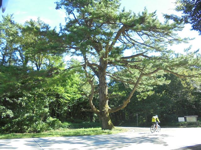 左に分岐する道路の目印はこの並木松