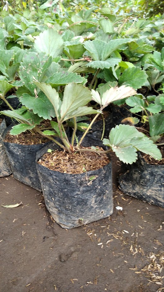bibit strawberry california order boleh campur jenis lain kualitas utama Semarang Timur