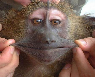 Gambar Monyet Lucu