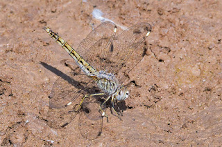 libelula-franjinegra-brachythemis-impartita-hembra-