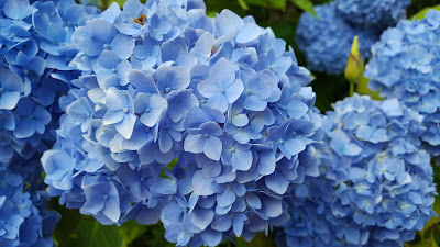 Blue hydrangea flowers