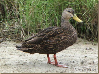 Padre Island birding_110