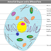 Animal Cell Diagram Labelled with Its Different Parts