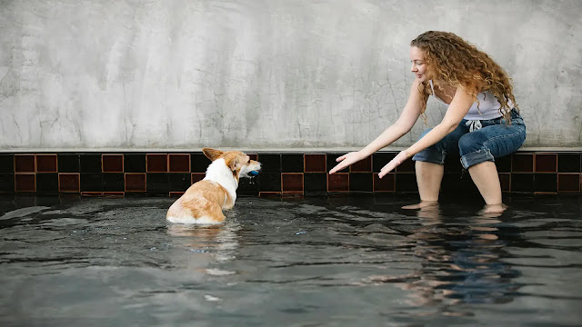 Dog Swim in Pool