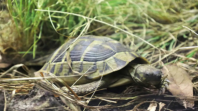 Tortoise