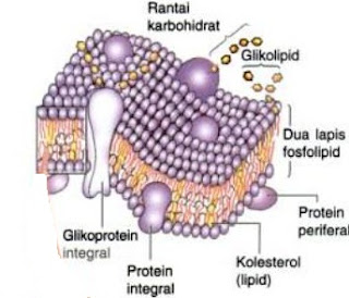  Setiap sel diselimuti oleh sebuah lapisan yang disebut  Struktur Membran dan Fungsi Membran Sel