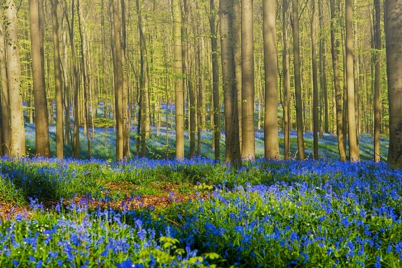 hallerbos-5