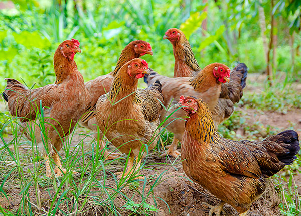  Daftar Jenis Ayam Buras Di Indonesia