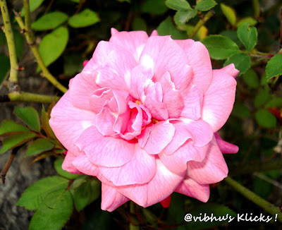 Pink beauty ~ A Beautiful Pink Rose - Closeup Shot