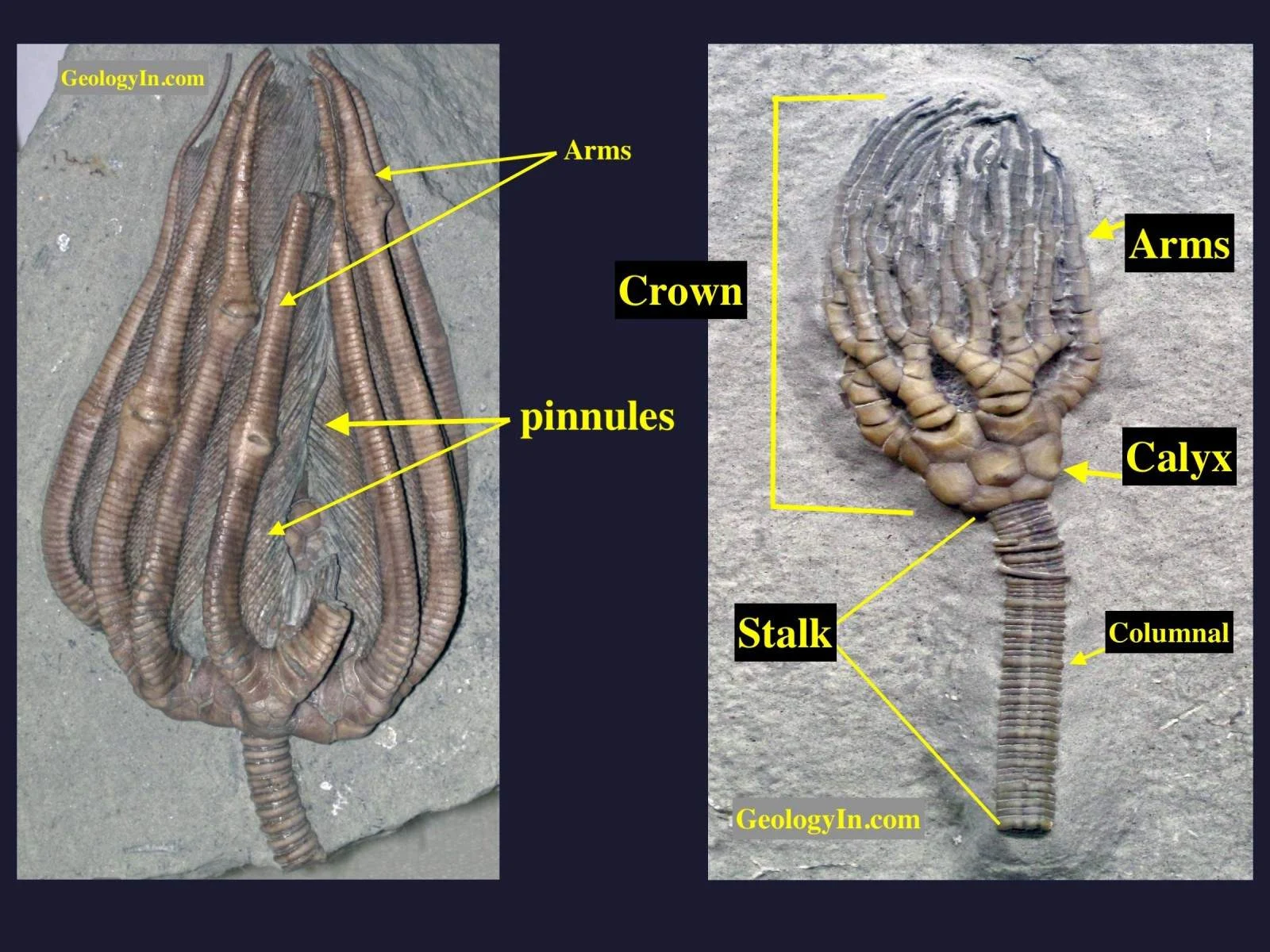 Anatomy of crinoid fossils