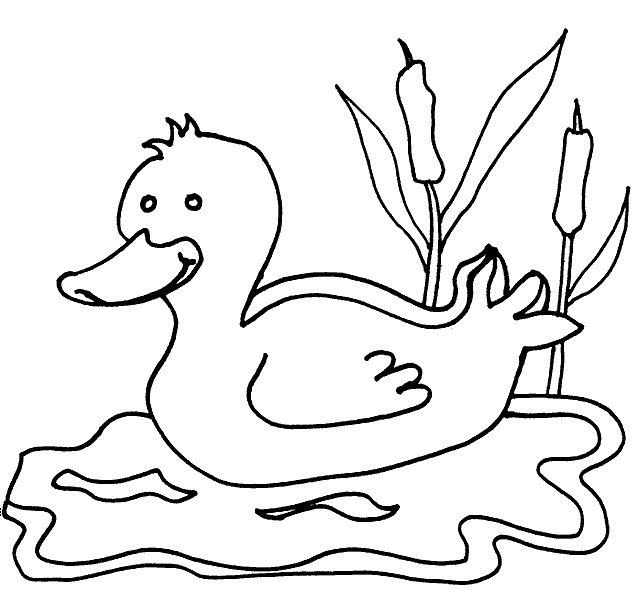 Cute Duck Drawing Cartoon HD Wallpaper Free Download