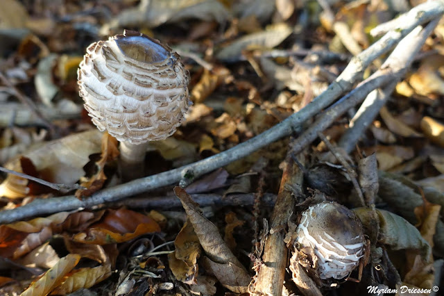 Macrolepiota procera