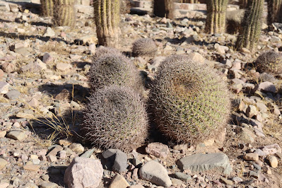 cactus del norte argentino