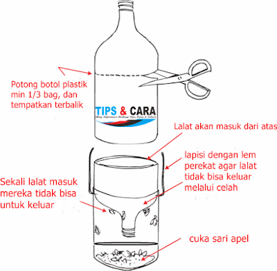 Lalat buah merupakan serangga hama yang banyak menyerang buah buahan dan sayuran Inilah 3 Tips Mengusir & Membunuh Lalat Buah