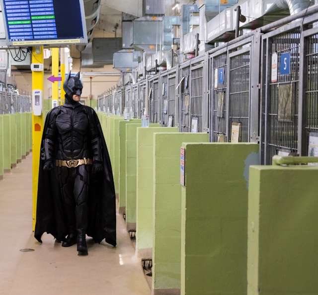 Guy Dressed As Batman Rescues Shelter Pets From Euthanasia